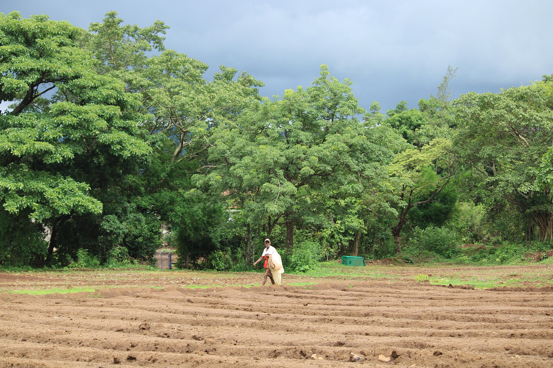 Farmer | MBolly A farmer walks through a freshly plowed agricultural field near lush trees, illustrating rural life in Indian cinema.